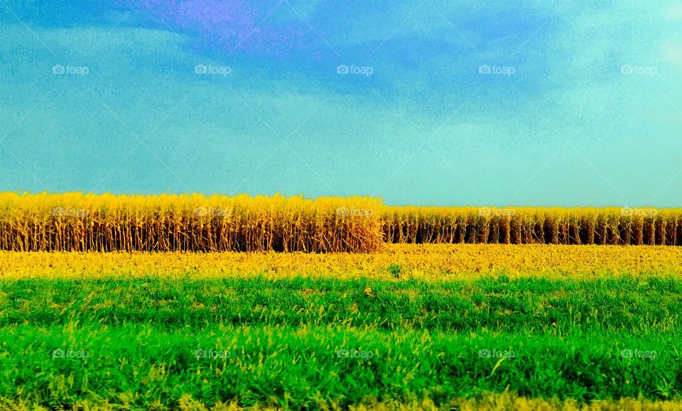 Corn Field, Central Illinois 
