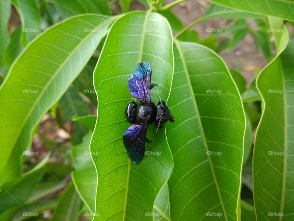 Elevated view of carpenter bee on green leaf
