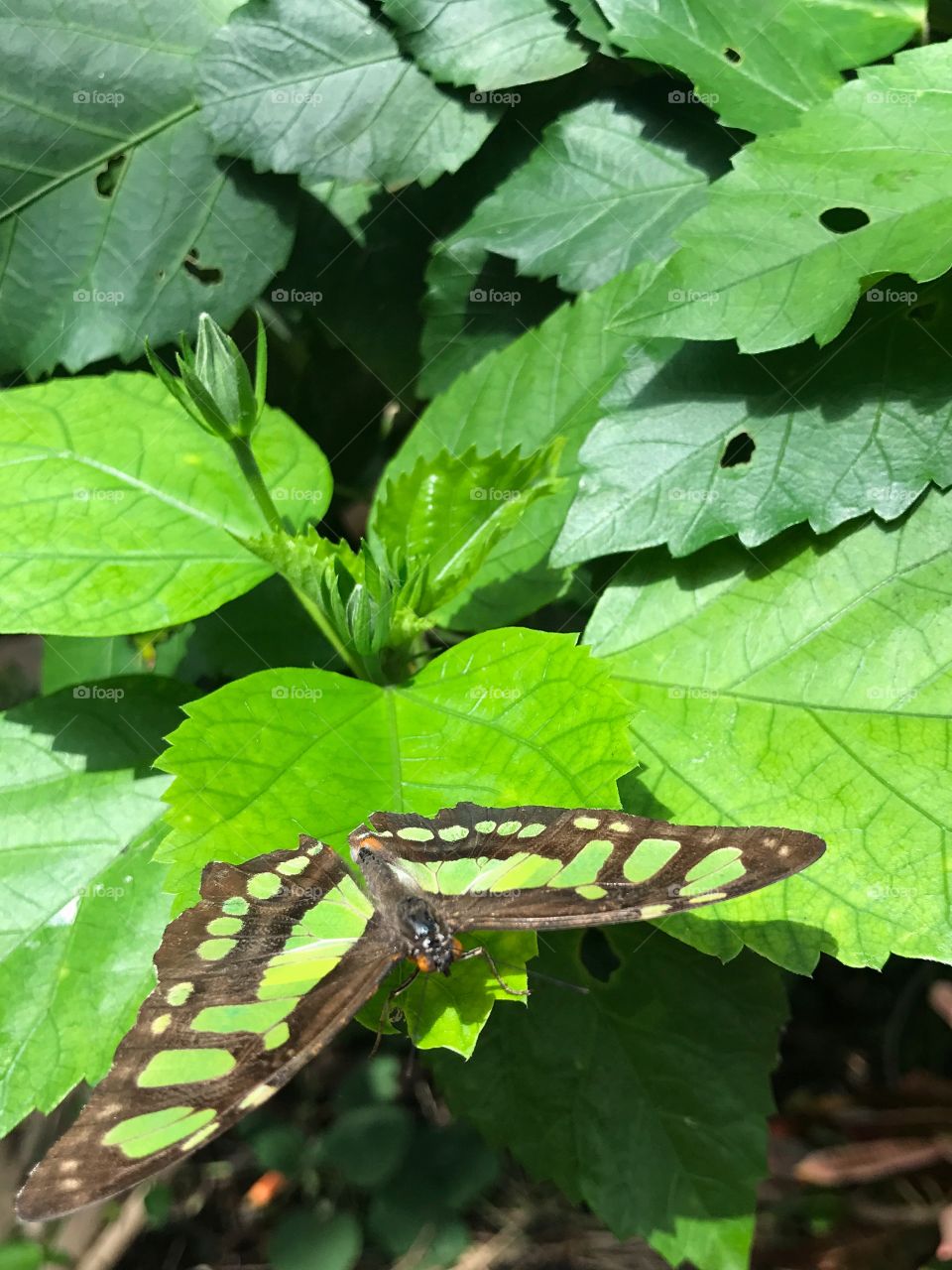 Green butterfly