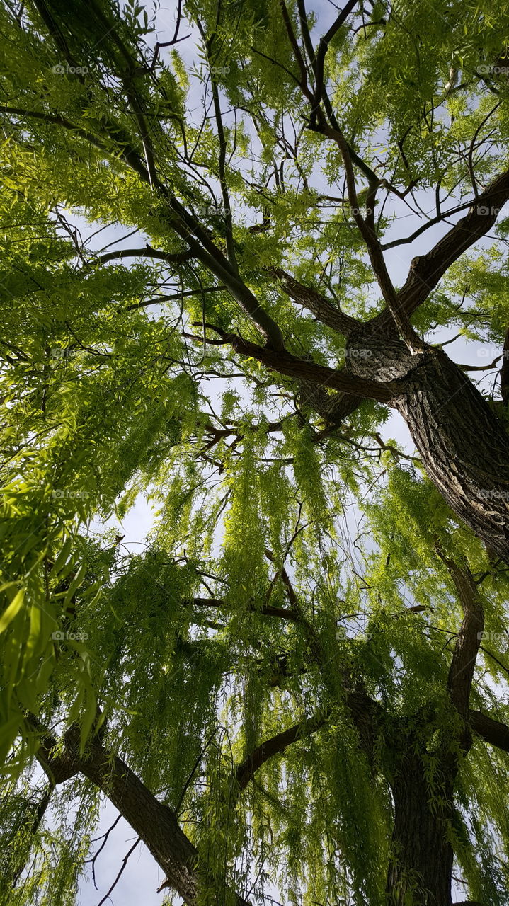weeping willow tree
