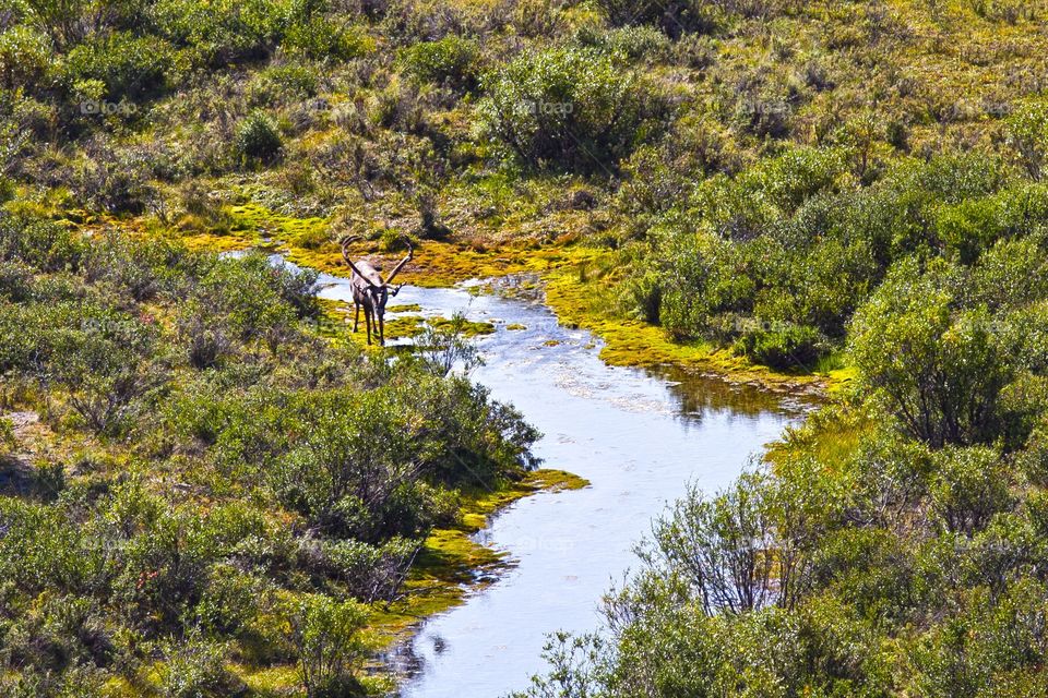 Moose in Denali national park 