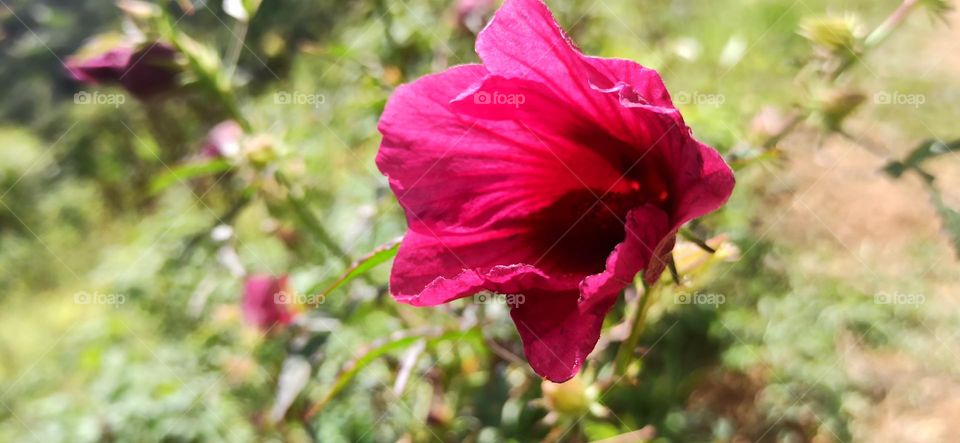 Beautiful nature gift