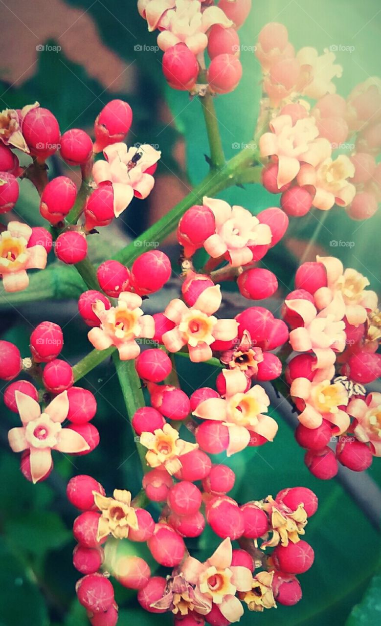 flor de pitangueiras