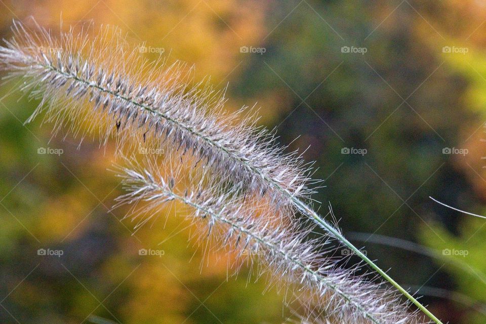 autumn tree in the park