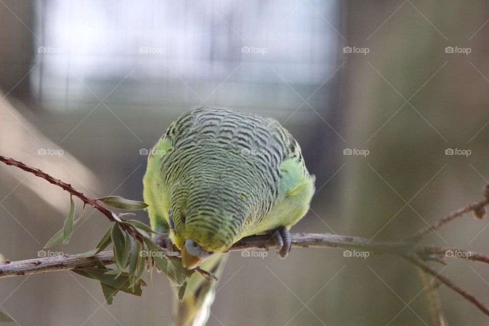 A cute little green budgerigar, leaning down to eat some leaves on the branch