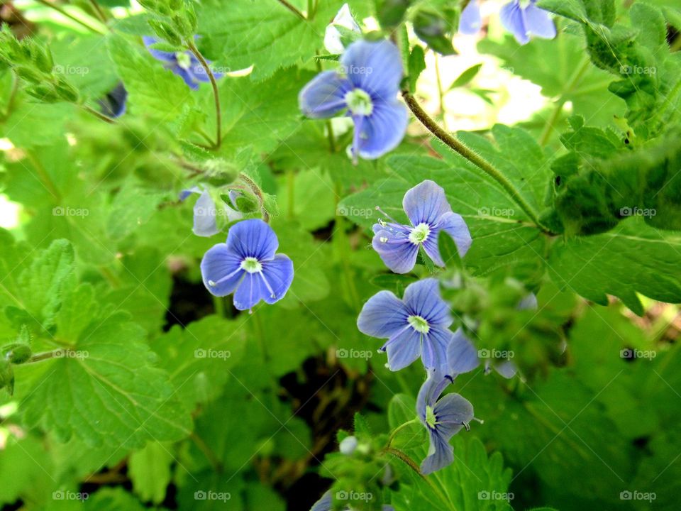 blue forget-me-nots, small but very attractive, spring in the country