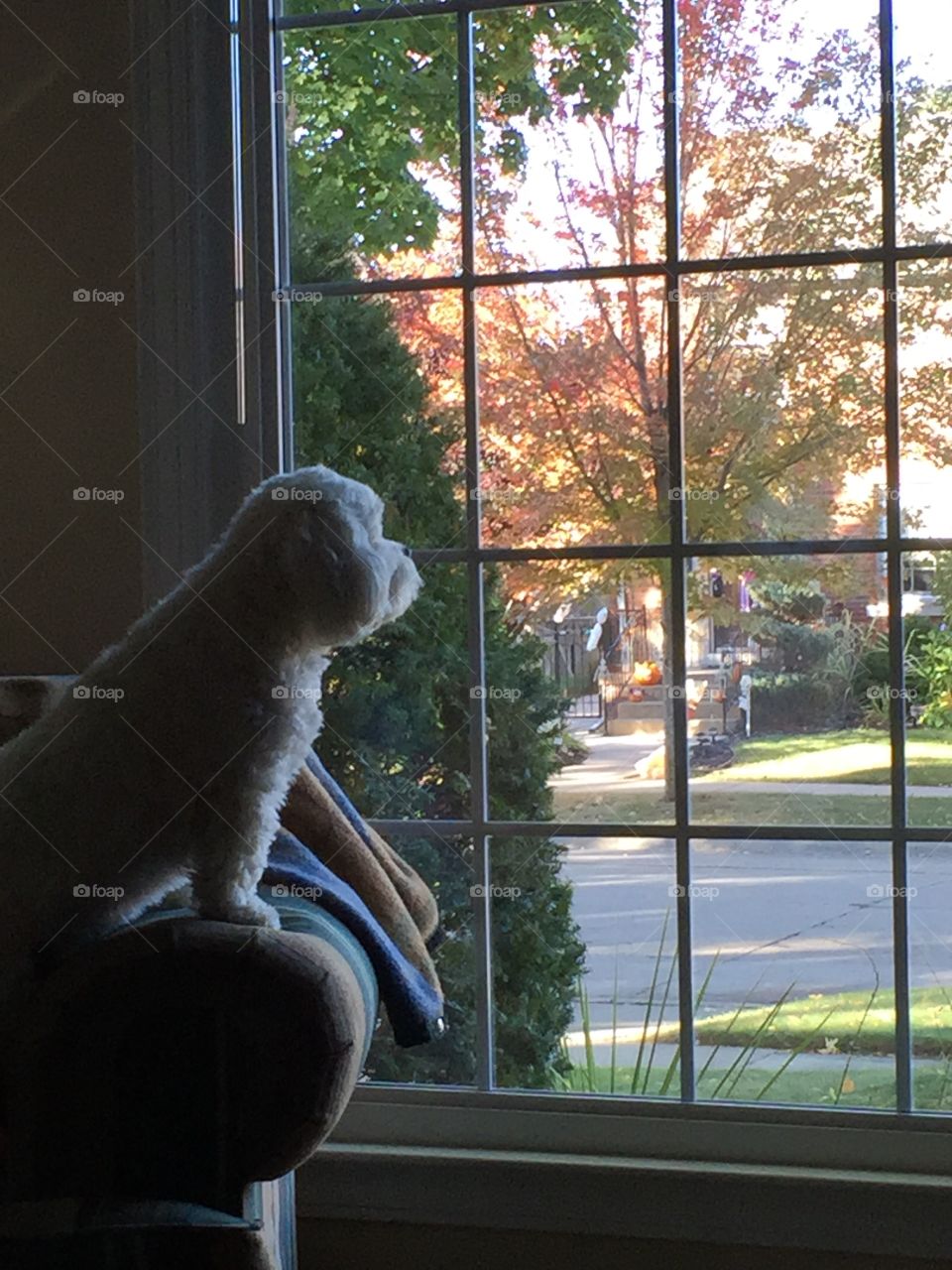 Autumn Sunday morning. Cooper is keeping watch on the morning activities in the neighborhood. 