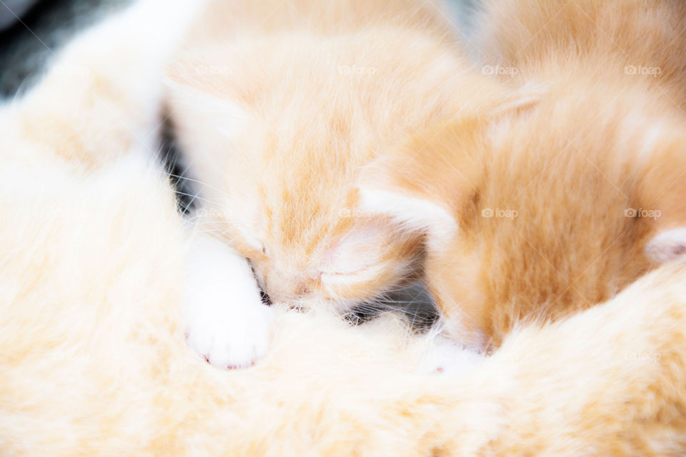 kittens breastfeeding and napping