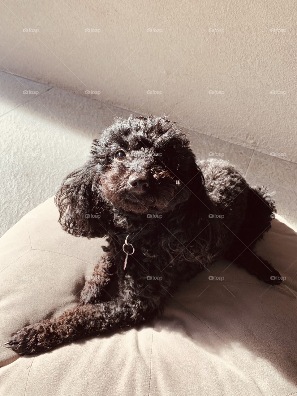 Lilly’s enjoying the Sunny mornings! 🐩