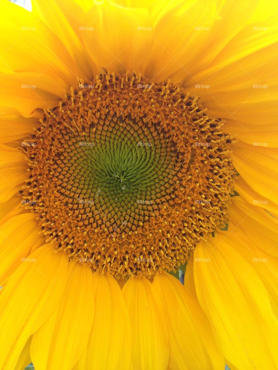 Sunflower