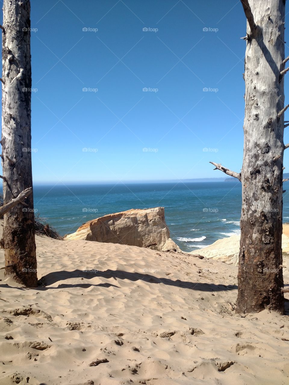 Pacific City beach tree frame.