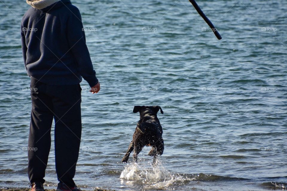 Dog playing in the water