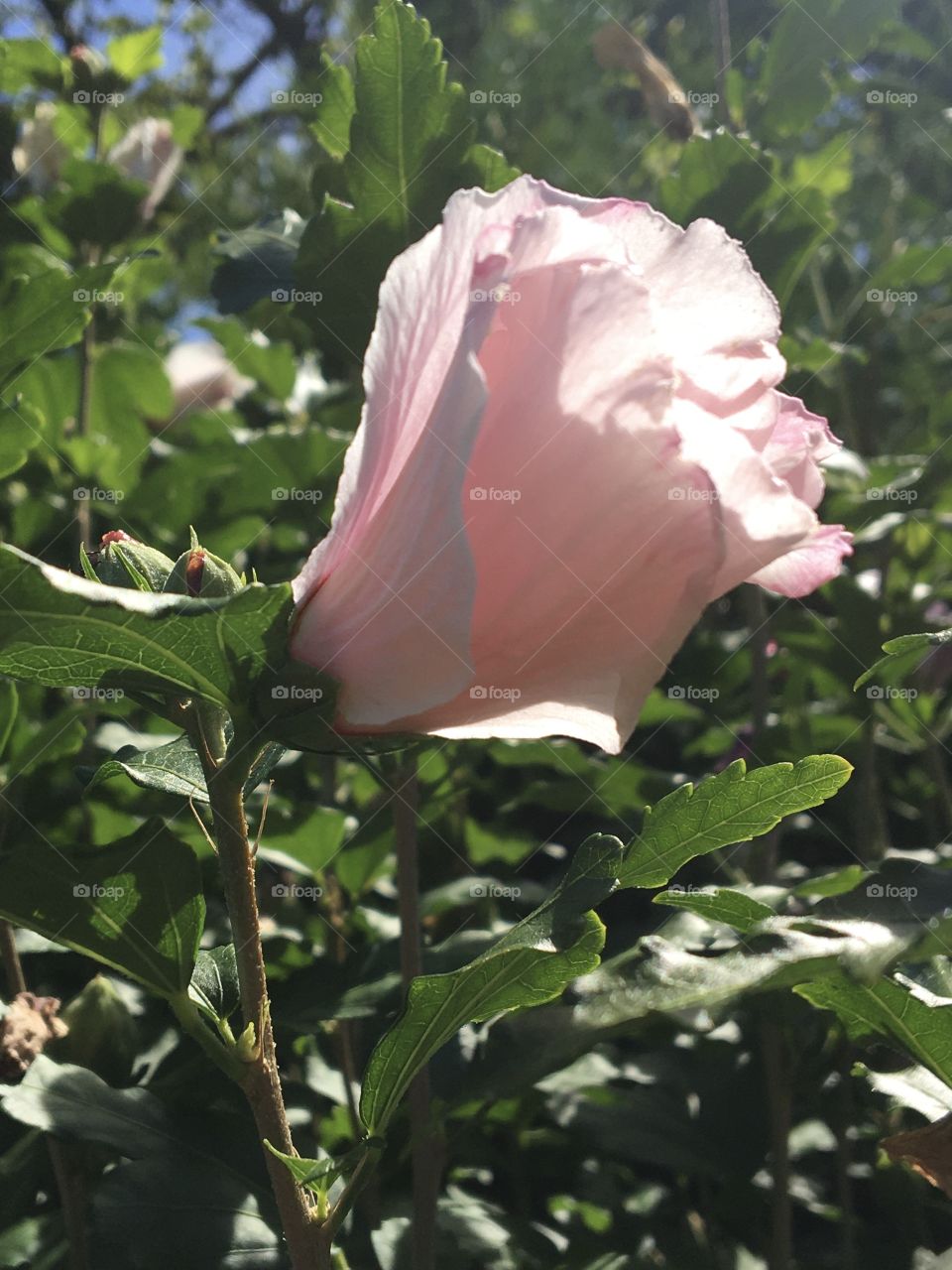 Althea Hibiscus soon blooming