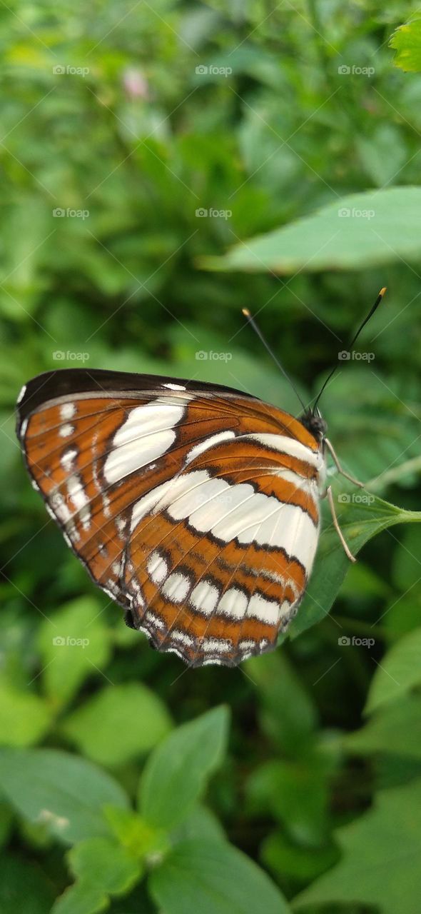 This type of butterfly has a dark brown wing base color with a row of spots that line up to form a ribbon.