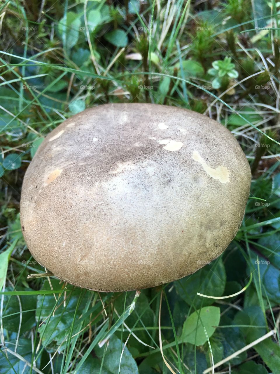 Mushroom in my backyard