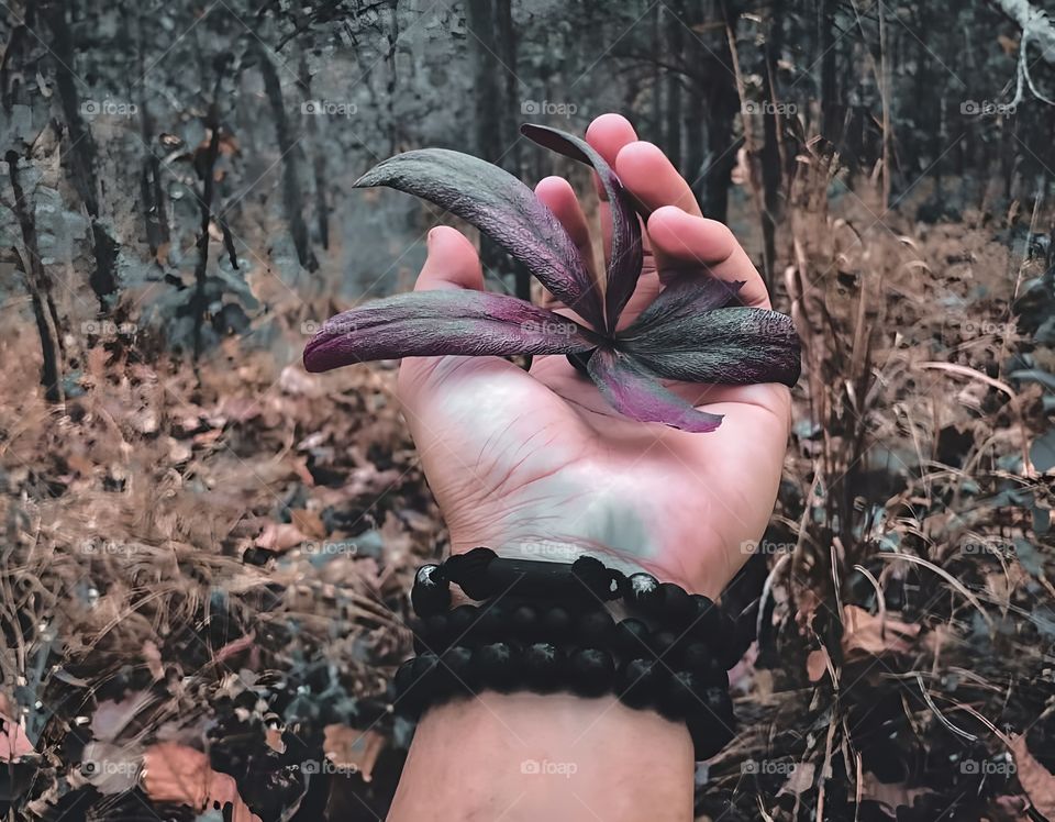 dark flower deep forest in hand