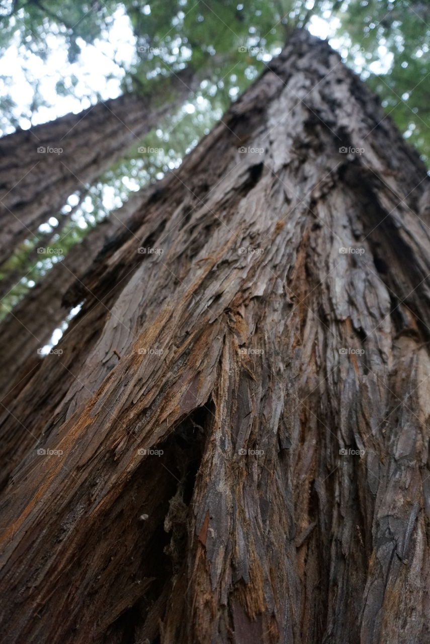 bark of redwood tree