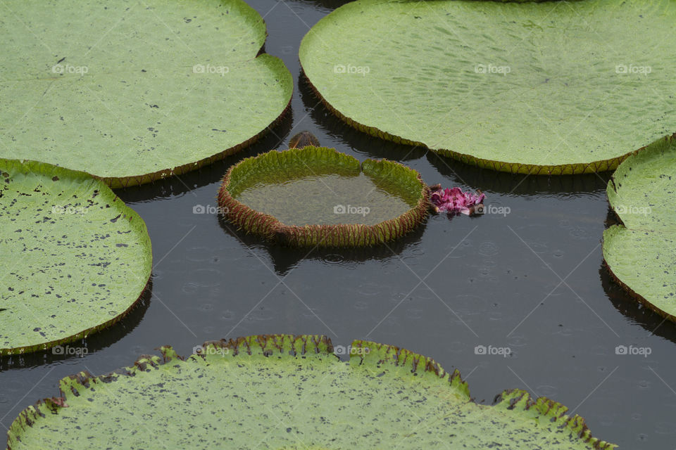 Vitoria Regia in Manaus Brazil.