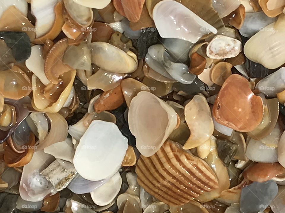 Sea shells