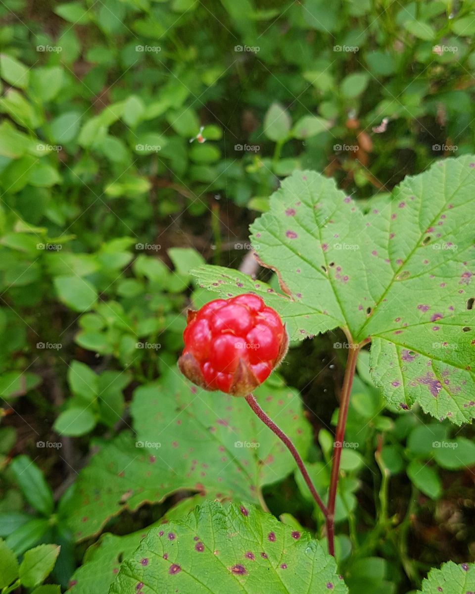 Cloudberry in the making