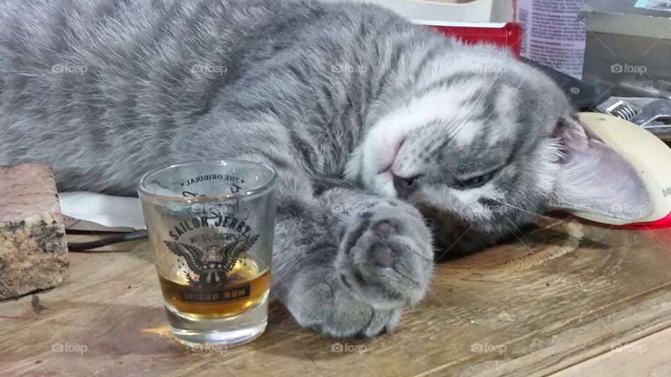 Cat passed out