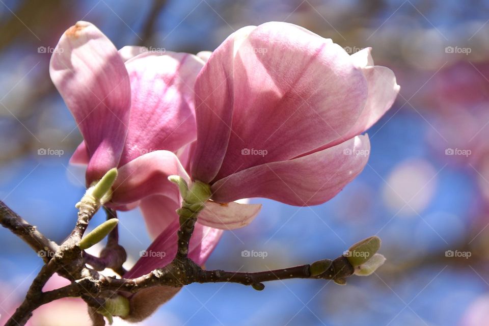 Magnolia flower