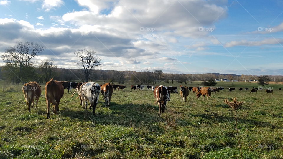 Agriculture, Mammal, Cattle, Pasture, Livestock