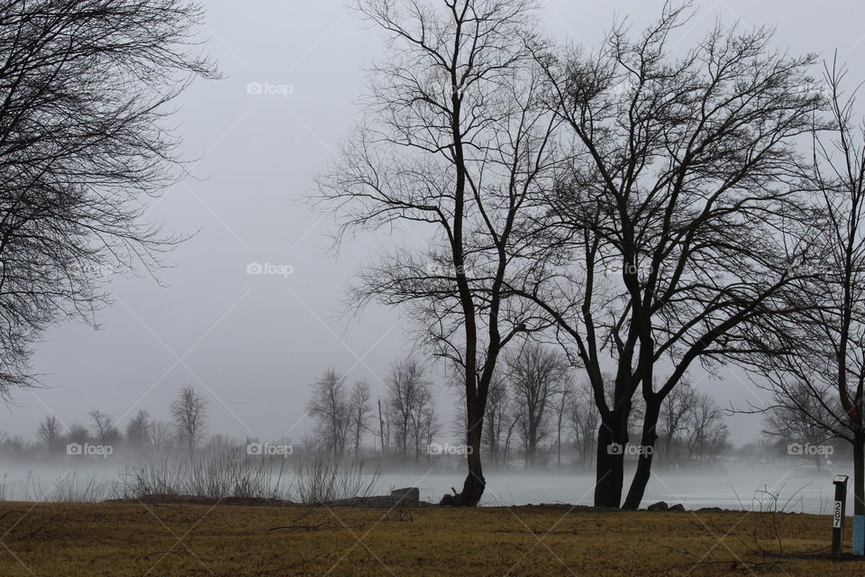 trees by a lake covered in mist on a gloomy morning