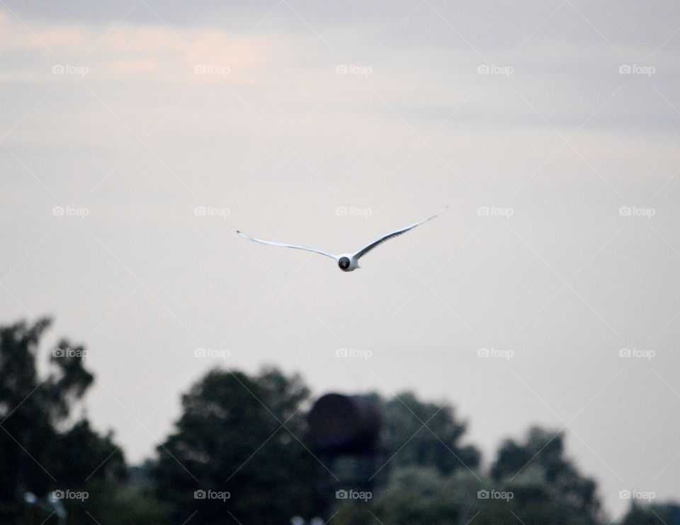 flight of seagulls over the river