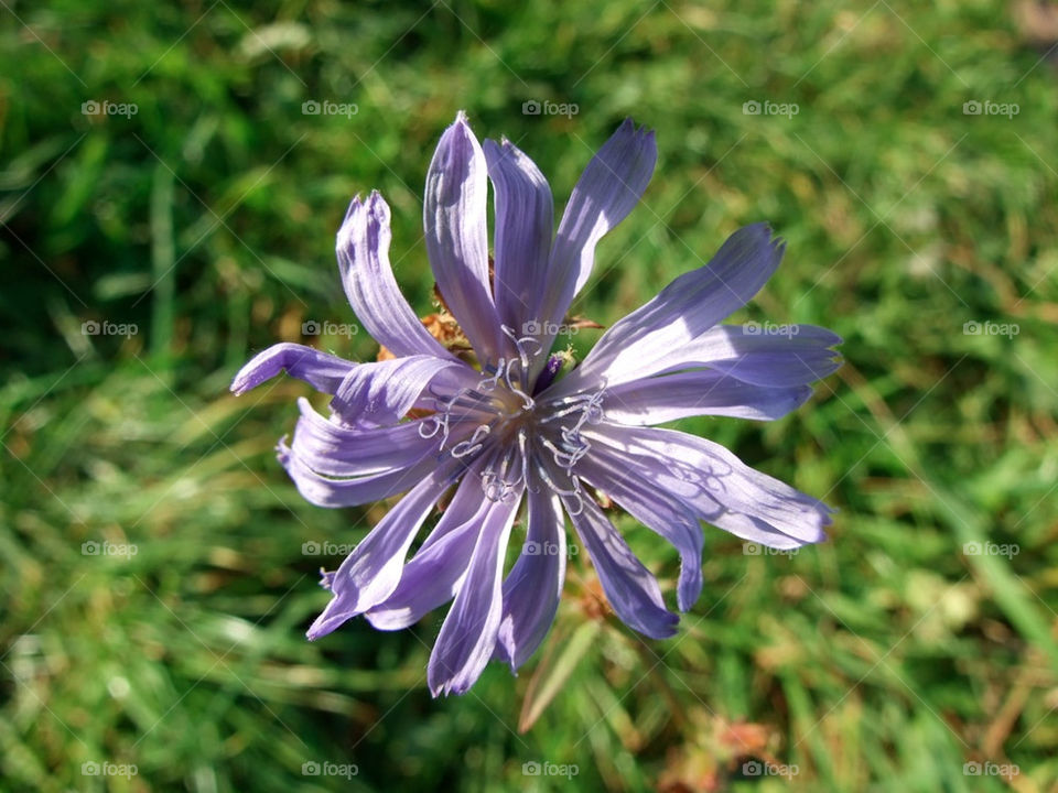 flower blume hintergrundbild by stef79