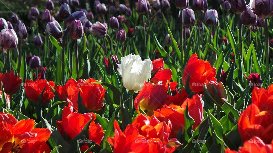 Full frame of tulip flower