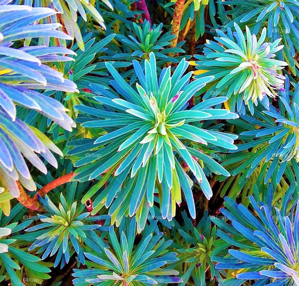 Euphorbia Bush