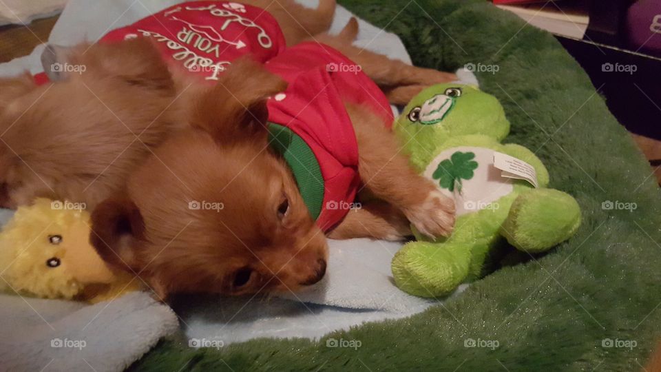 Sleeping newborn chihuahua puppies with their stuffed animals all dressed up
