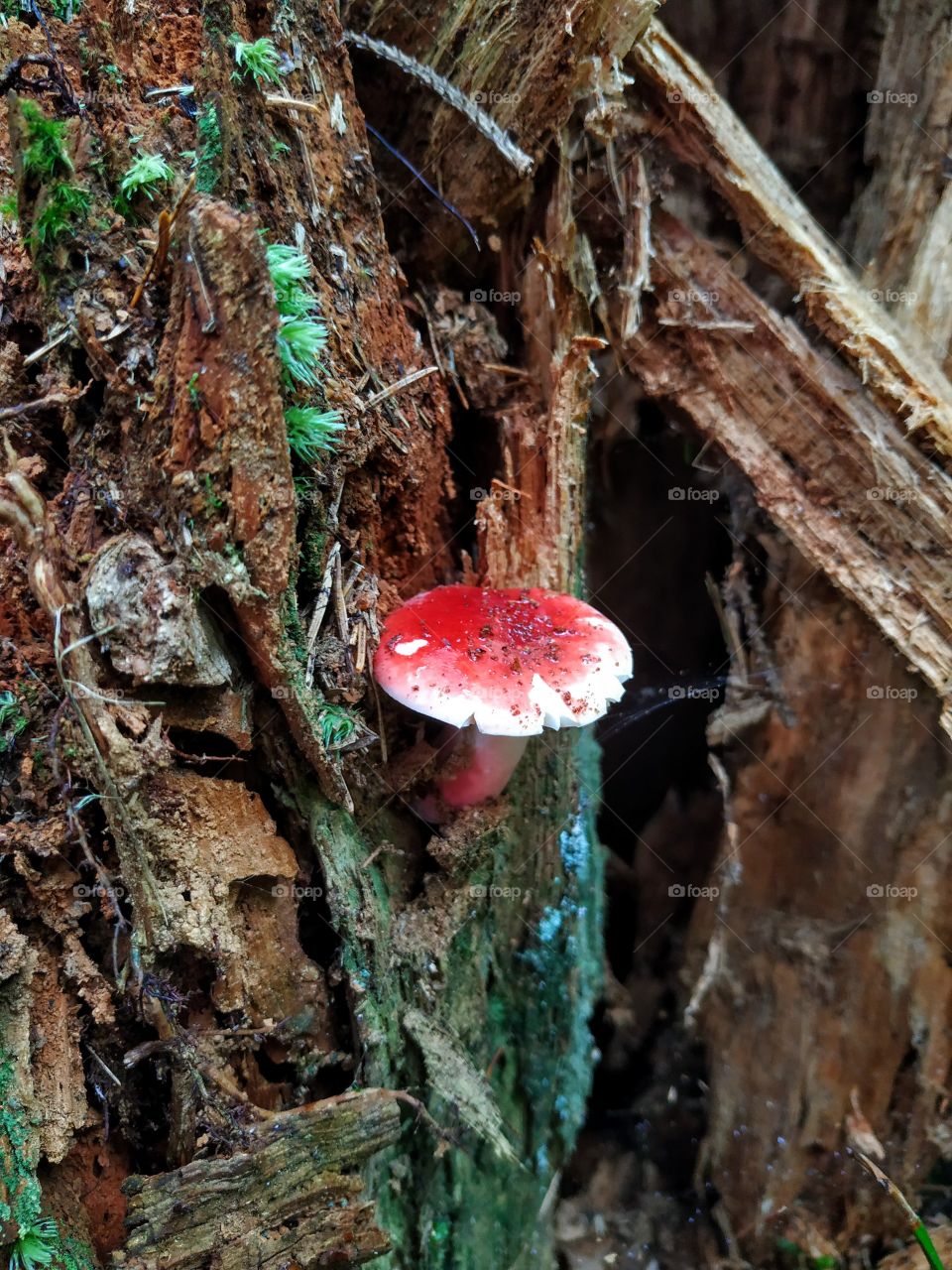 Red mushroom