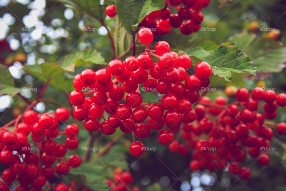 Red berries, autumn 