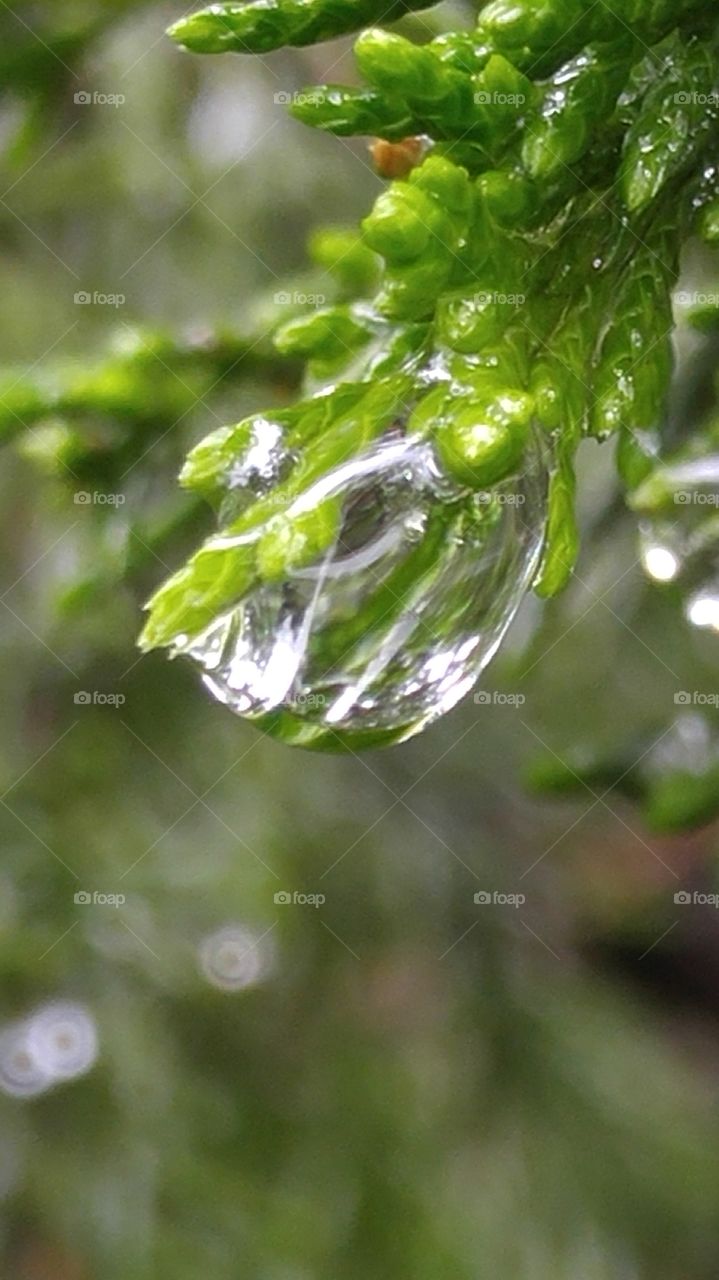Cedar Rain Drop