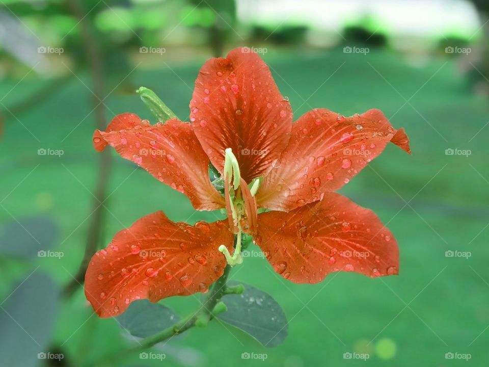 The beautiful flower