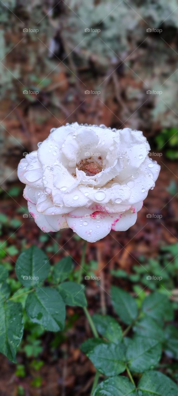 pink flower with dew drops