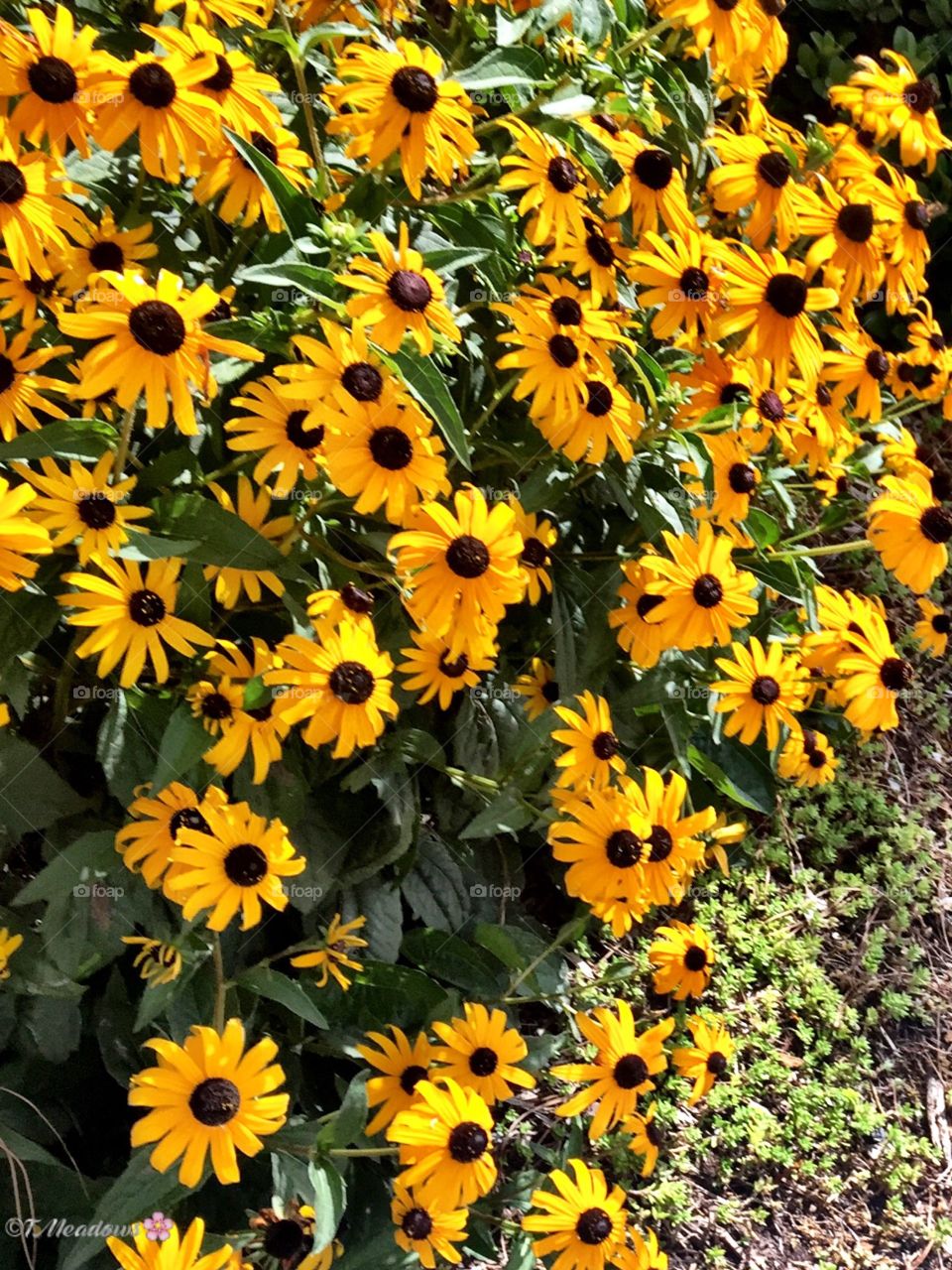 Black-eyed Susans