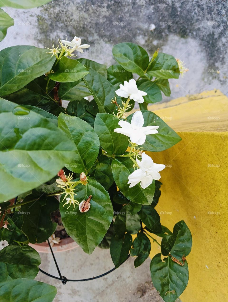 flowers jasmine