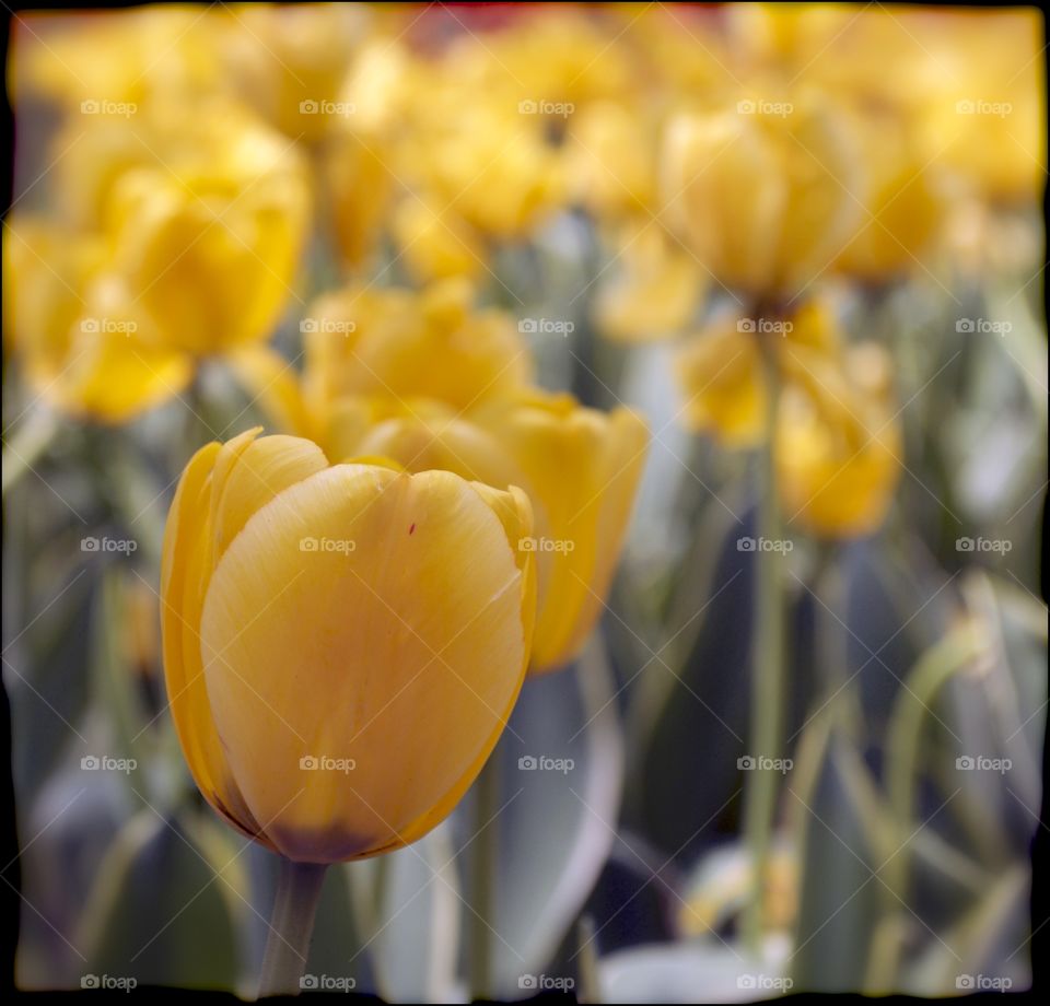 A field of yellow