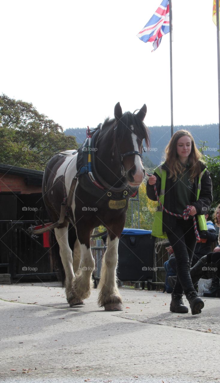 lady with a working horse which will tow a canal boat