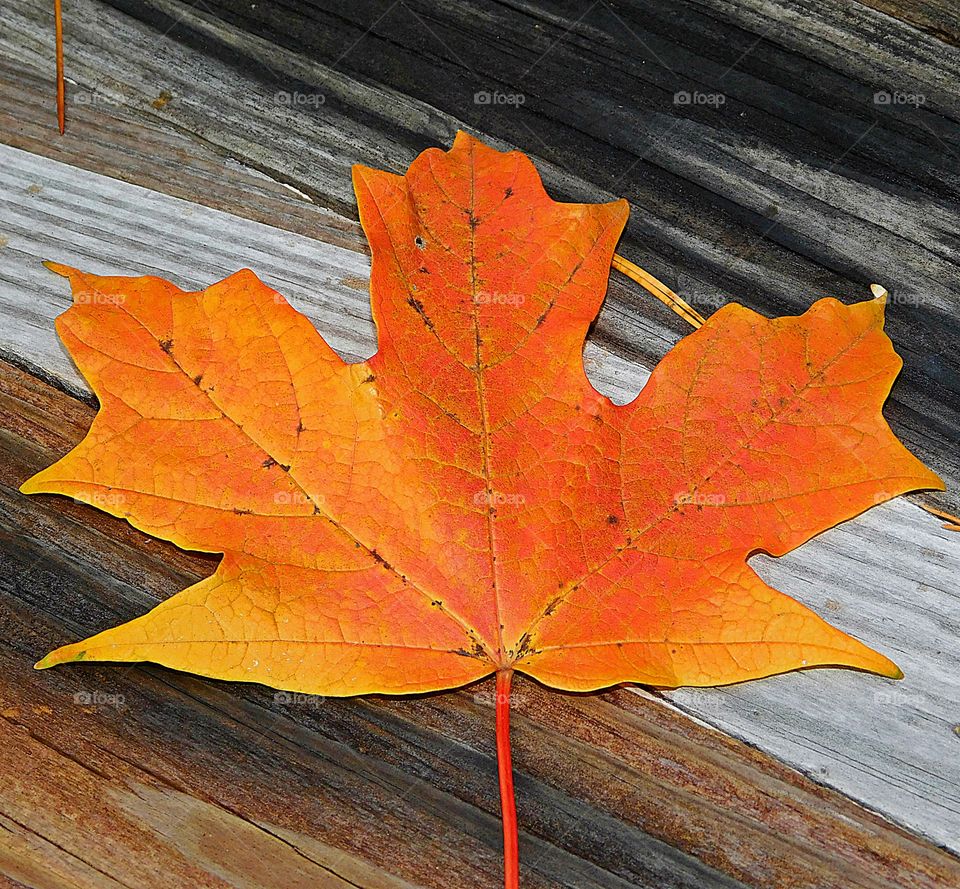 A brilliant maple leaf lays on the wooden deck. It's pretty clear why the season during which the leaves turn is called fall. After all, the leaves fall from the trees. But we also call this season autumn and describe the changing leaves as autumnal