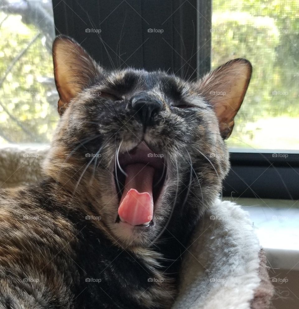 Tired Yawning Tortie Cat with Pink Tongue