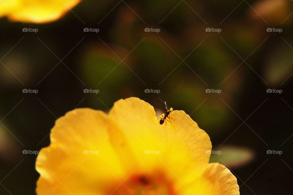 Macro Ant carrying Yellow Pollen 