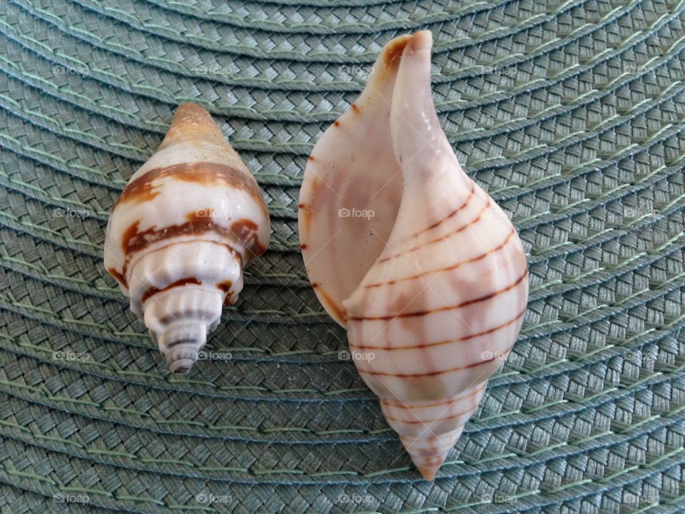 Sea shells 