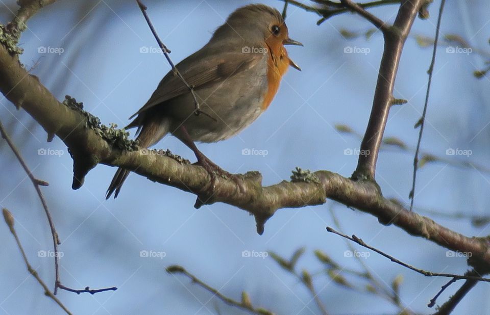 Robins