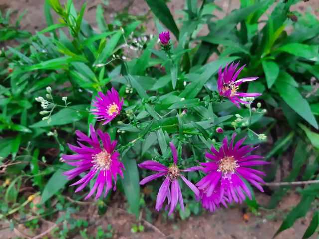 This is a one of beautiful flowers in my garden. Scientific name: Aizoaceae, Higher classification: Caryophyllales, Rank: Family.