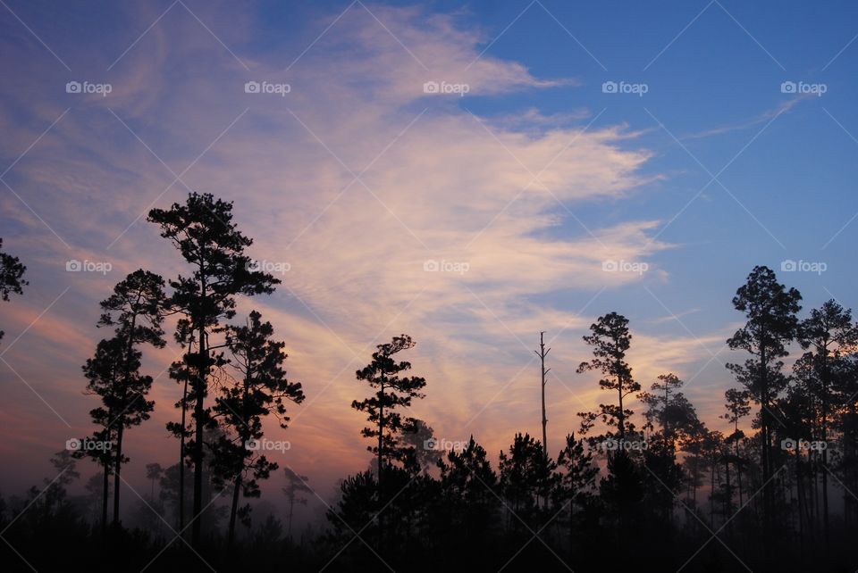 Pines and sunrise, Lacombe, La