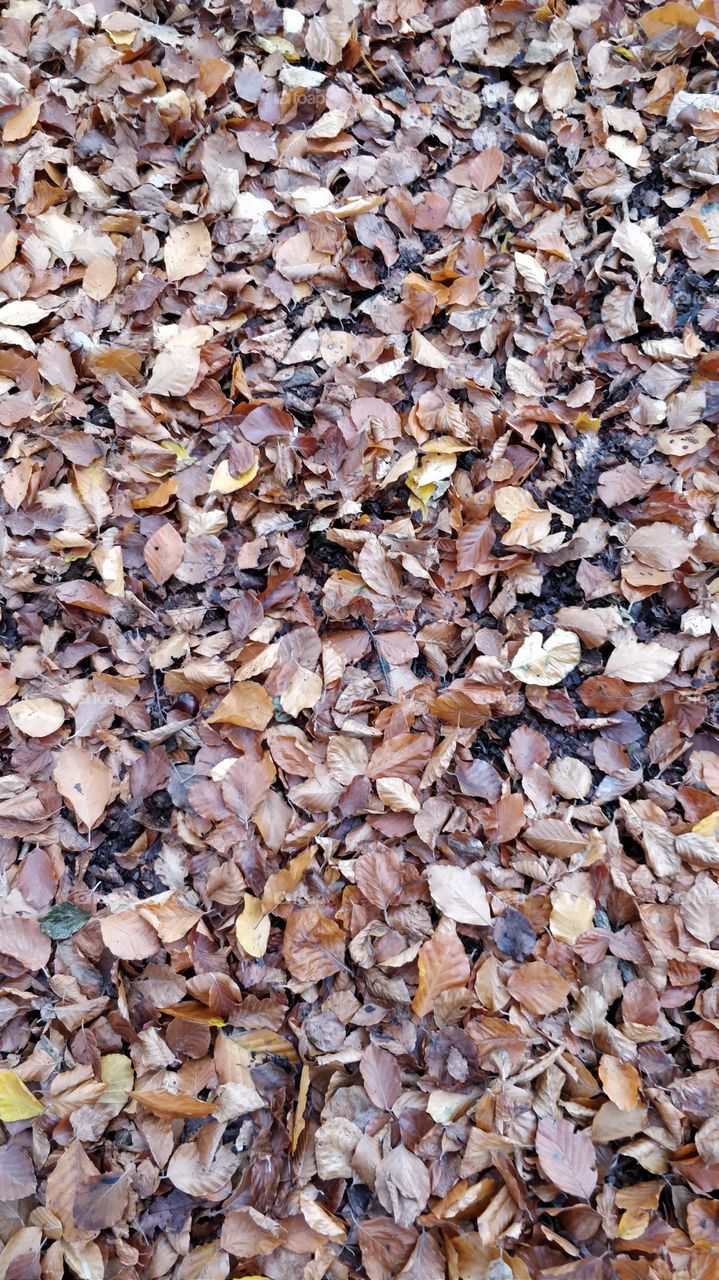 leaves brown